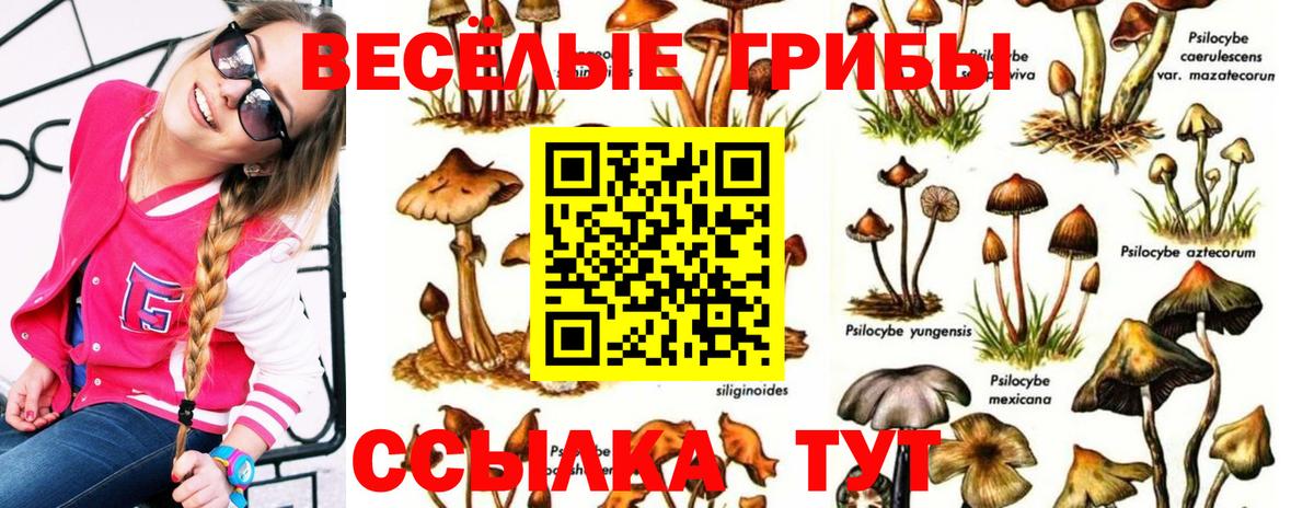 даркнет сайт  Вход с VPN  Новоалександровск  Псилоцибиновые грибы ЛСД  Псилоцибиновые грибы MAGIC MUSHROOMS 
